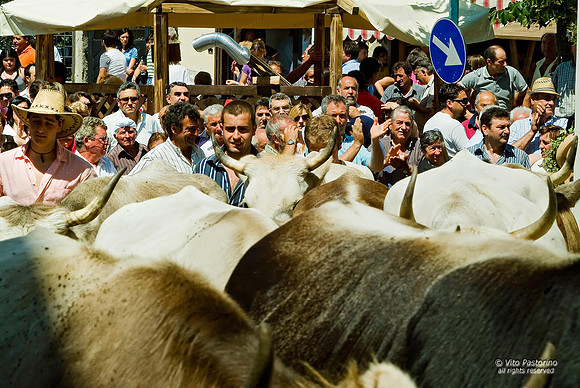 Campania. S.Gregorio Magno. "La Turniata di S.Vito"